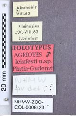 Etikette zu Agriotes (Agriotes) leinfesti (Platia & Gudenzi, 1998) (NHMW-ZOO-COL-0008423)